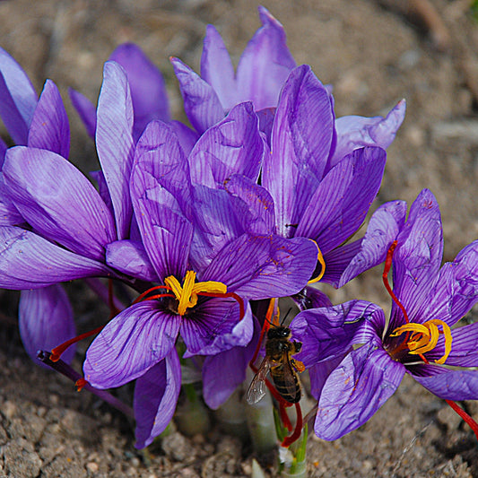 Safran de Taliouine : l’or rouge du Maroc et ses mille vertus