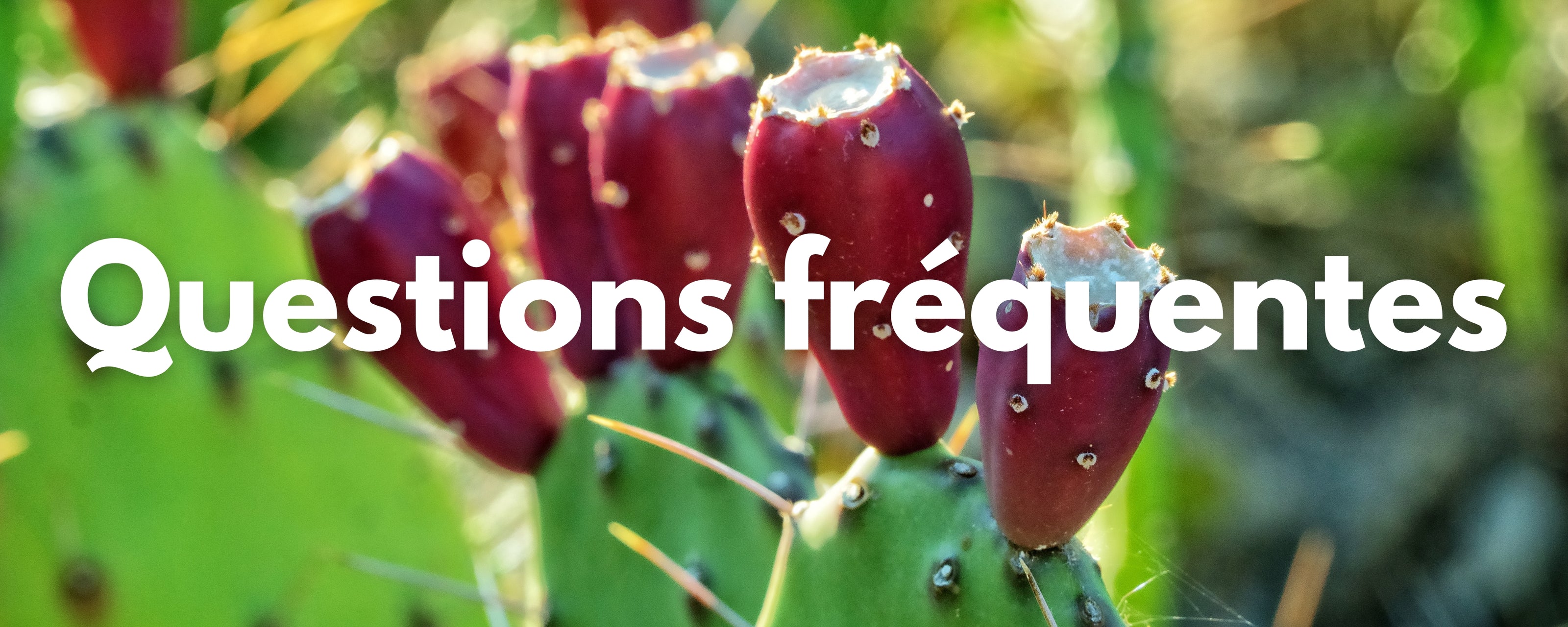 Questions fréquentes huile de graine de figue de barbarie