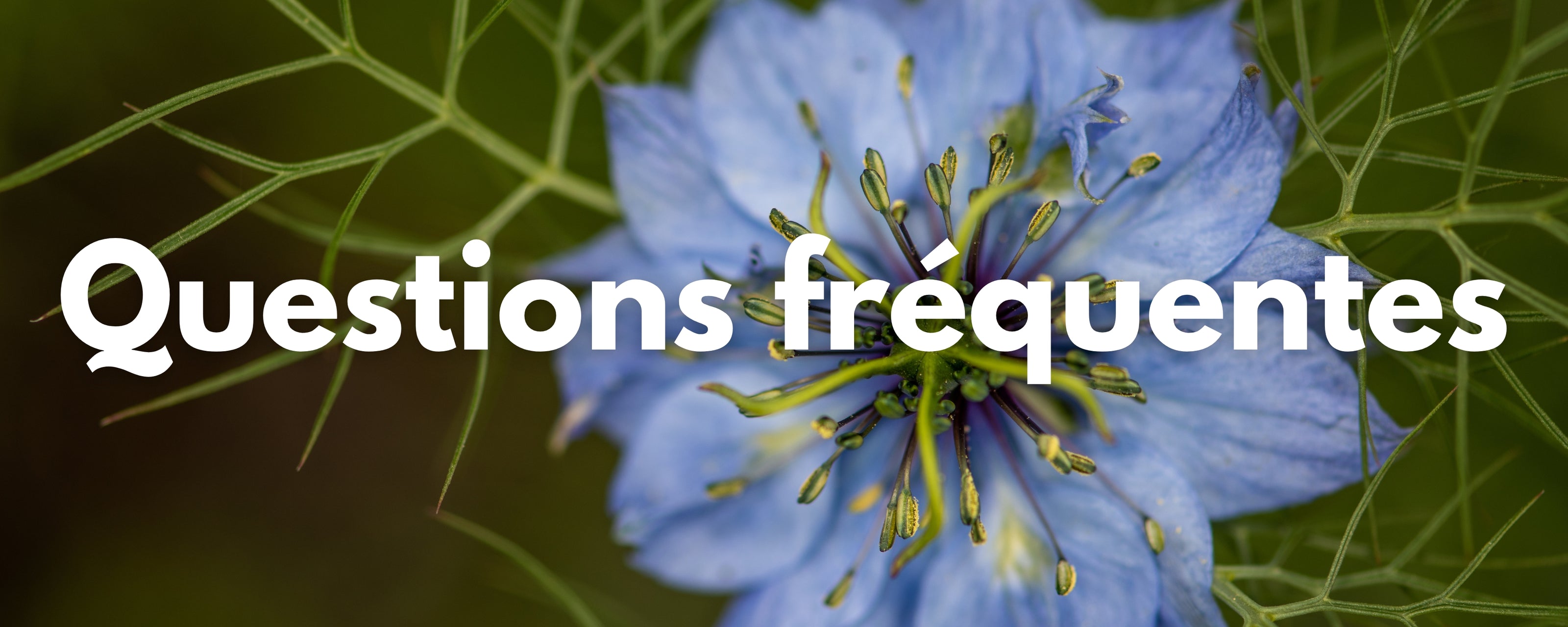 Questions fréquentes huile de nigelle