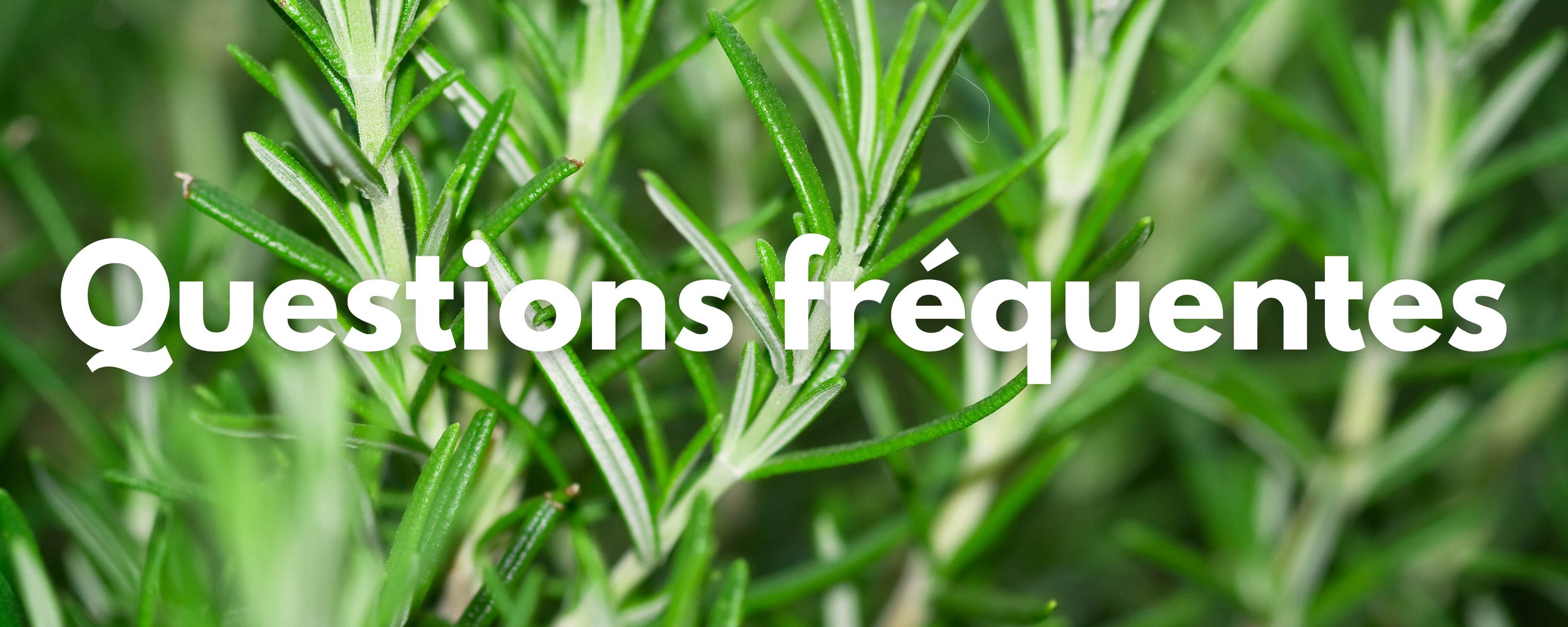 Questions fréquentes huile de romarin
